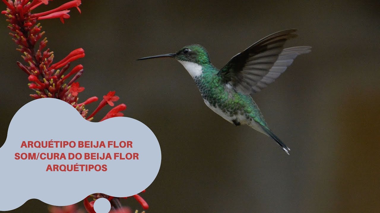 Arquétipo beija flor som/Cura do Beija Flor Arquétipos/Beija flor Sugando Néctar som de beija flor