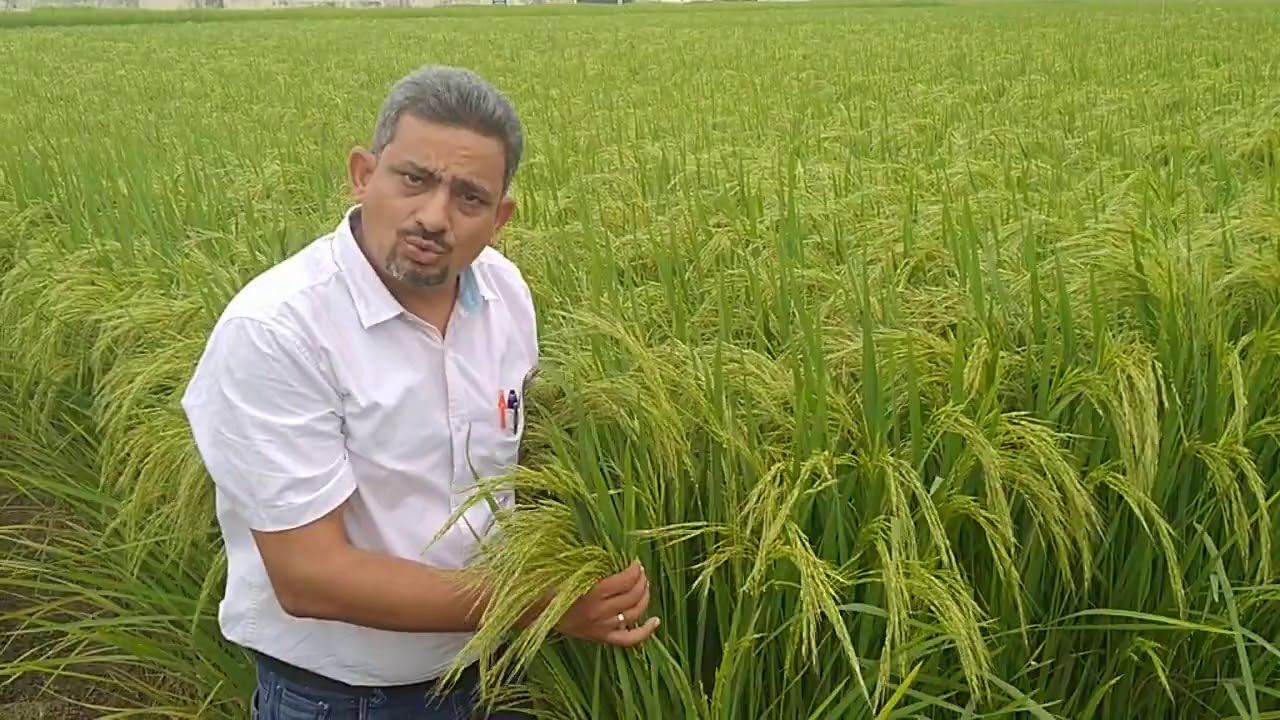 बाली निकलते समय बासमती मे पानी कैसे और कितना लगायै।