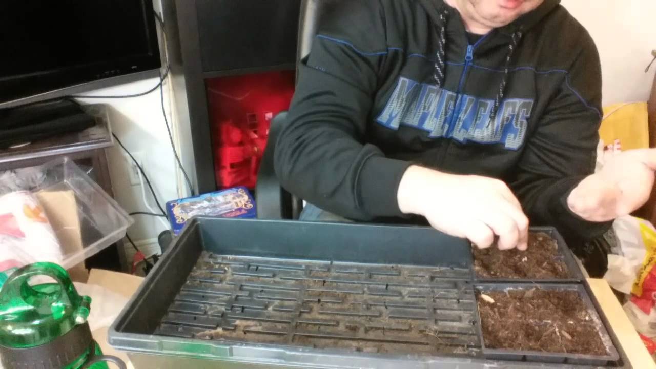 Starting onions from seed - growing Walla Walla sweet onions