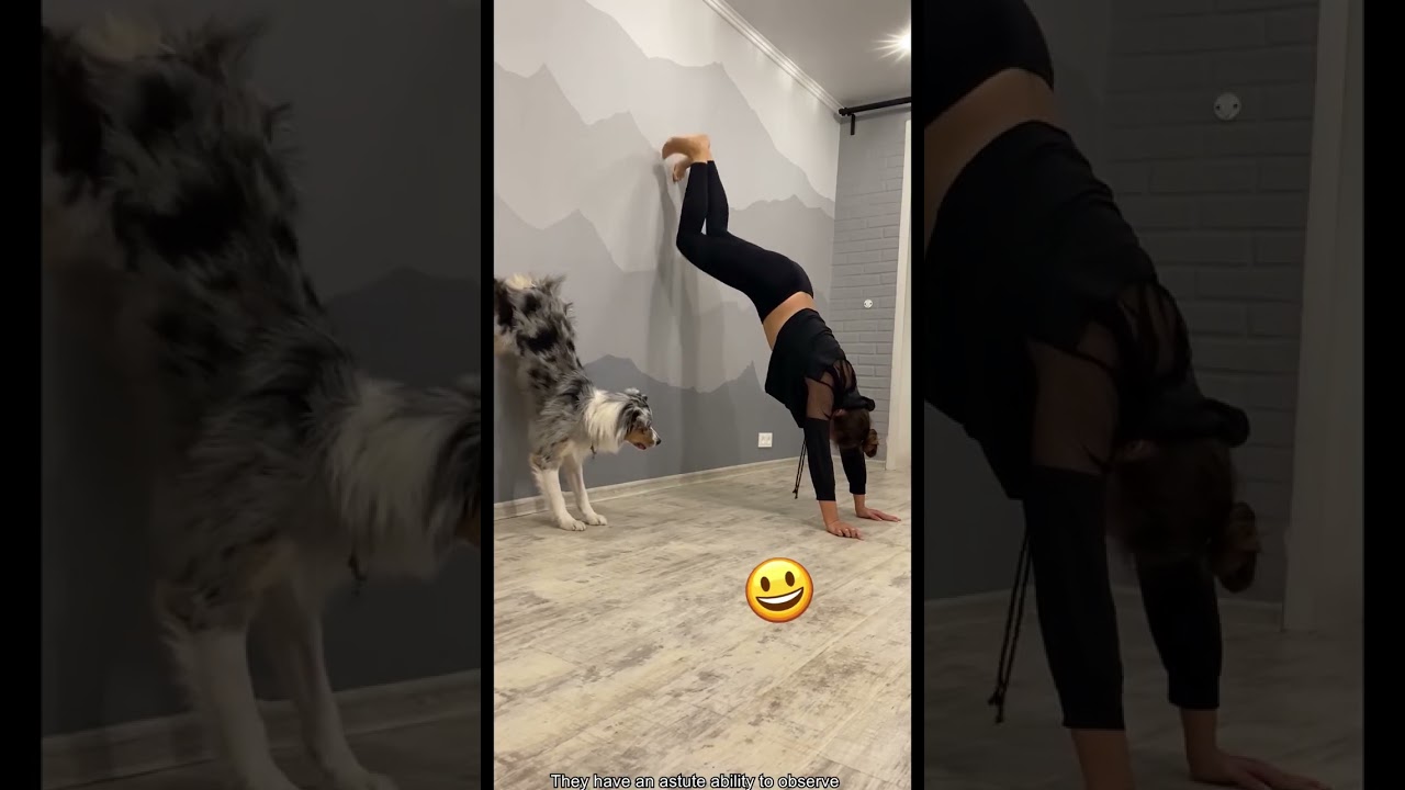 Dogs Are Smart 🧠🐶 | Intelligent, Funny & Amazing Dog Moments