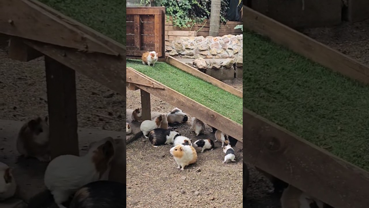 &iexcl;&iexcl;El Cuy Peruano!!