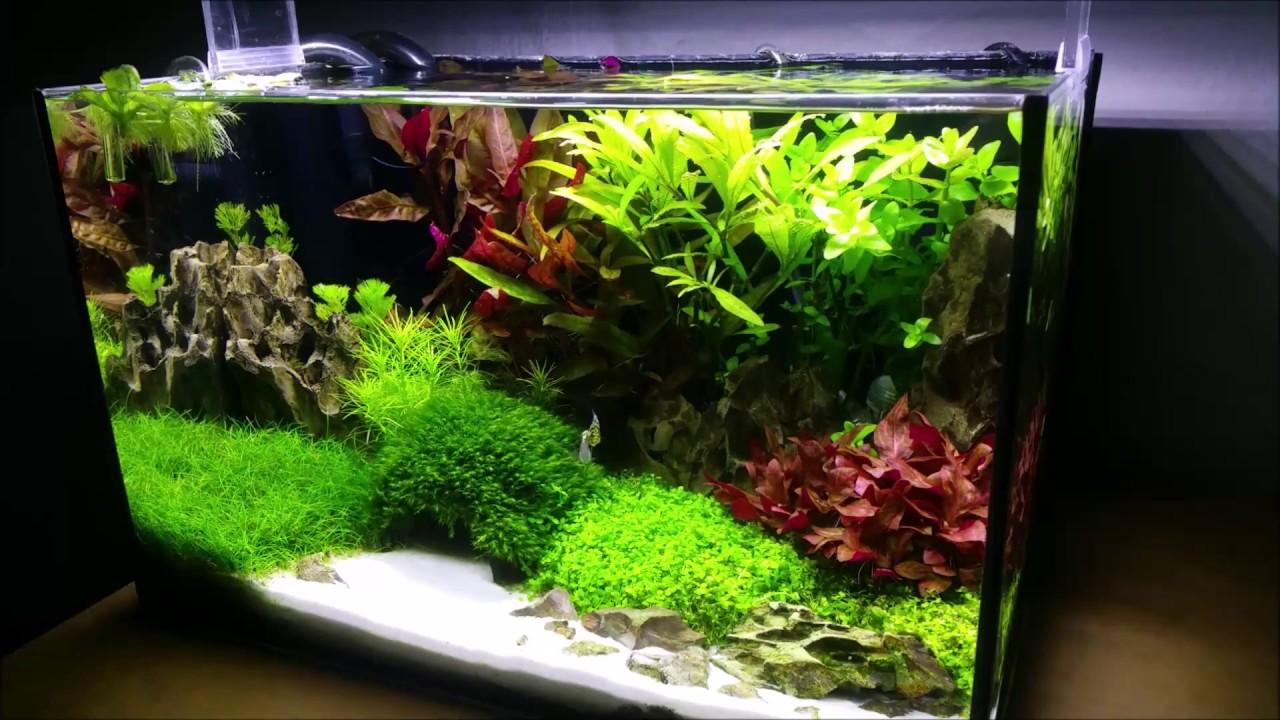 2. Chihiros A 401 w akwarium 25l