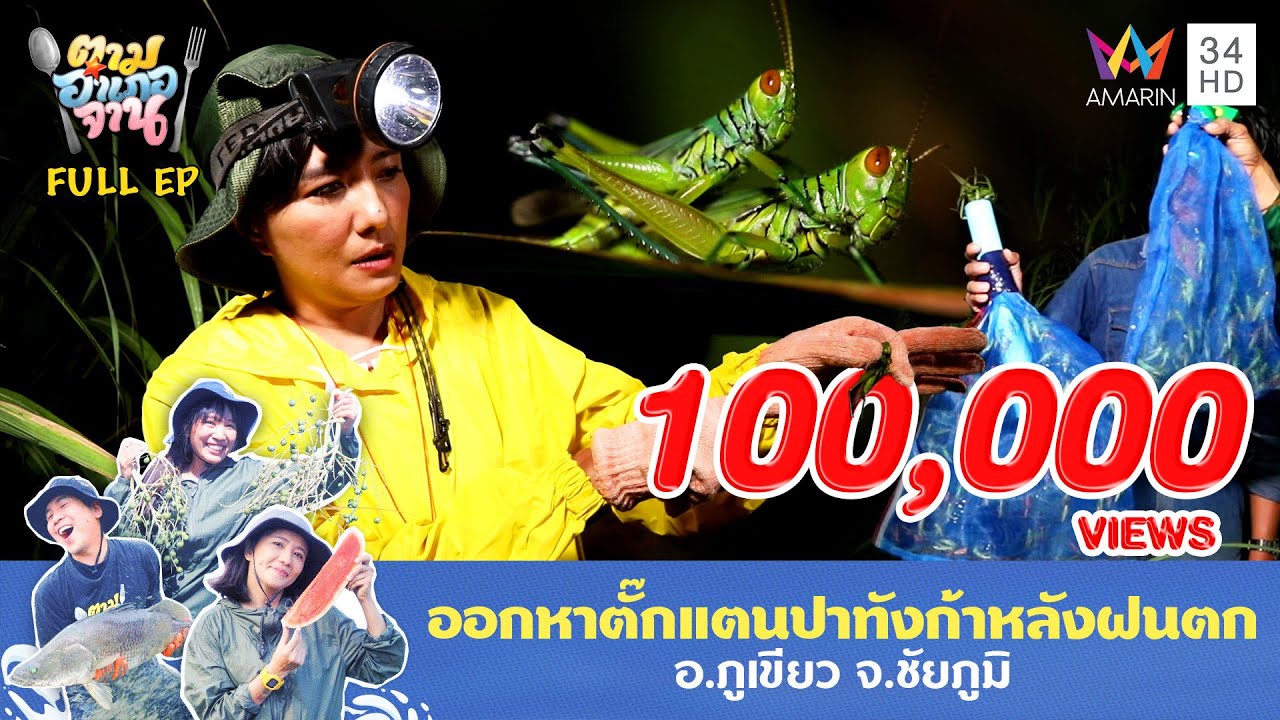 ลุยไร่อ้อยจับตั๊กแตนปาทังก้า อ.ภูเขียว จ.ชัยภูมิ | ตามอำเภอจาน | 23 ก.ย. 68 Full EP