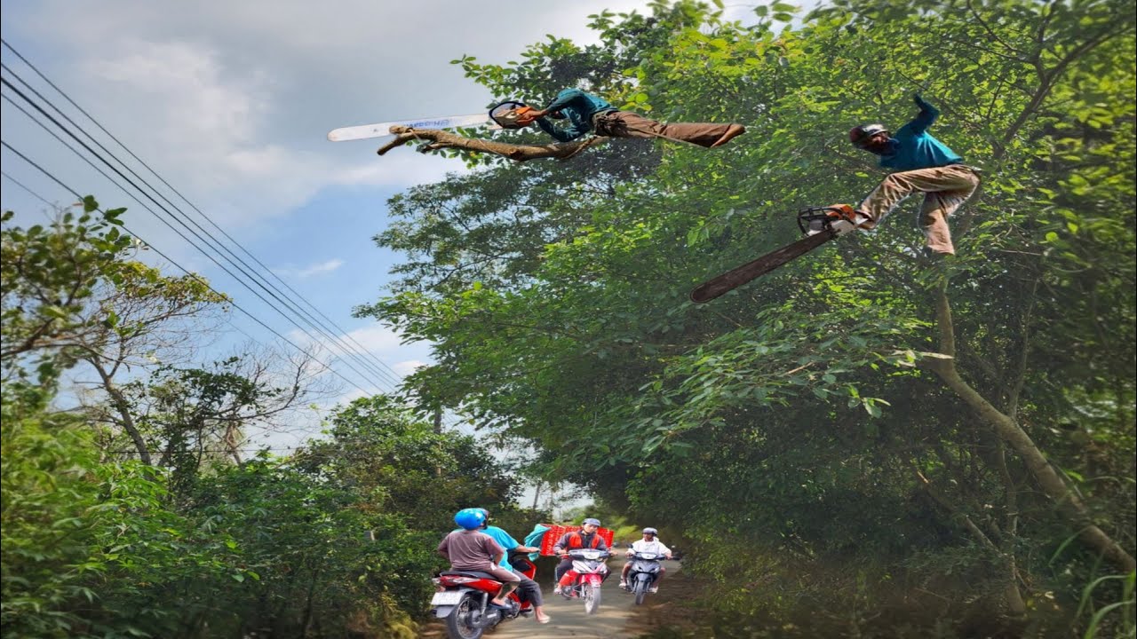 Cưa Cây Còng Um Tùm Ở Lộ Xe / Cutting Down the Trembesi tree on the Road | P226