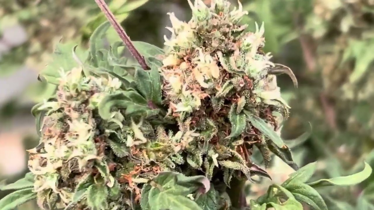 Grow update: Buds stacking up nicely