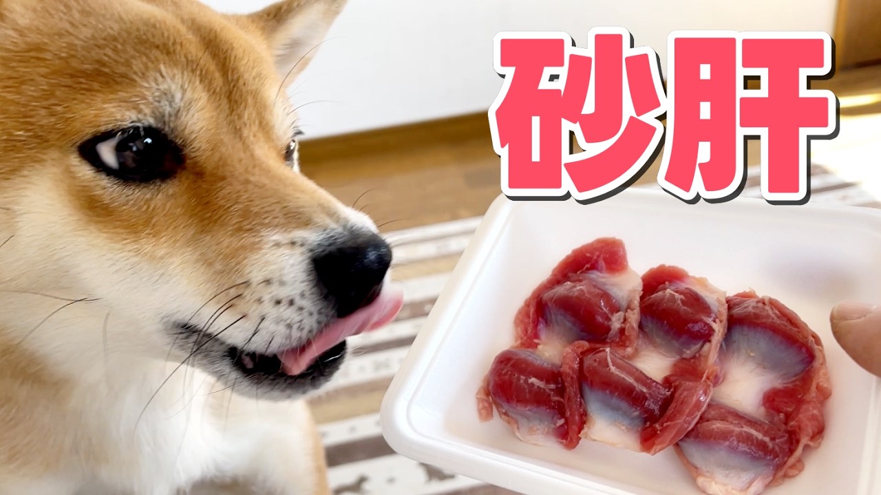 【柴犬小夏】待ちきれない！砂肝の食感を楽しむ柴犬　ASMR　 ハーバーランド散歩