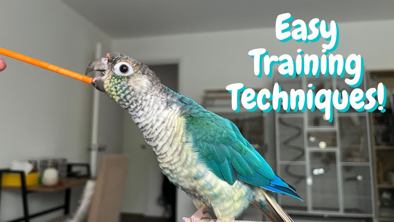 Простые методы дрессировки птиц для каждого владельца попугая | TheParrotTeacher