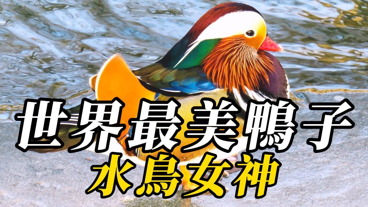 全世界最美的10種鴨，鴛鴦僅能排第二！第壹名宛如嫦娥踏月，美到不可方物！#animals #知识渊博 #野生动物 #百科密码 #科普 #寵物 #野生動物
