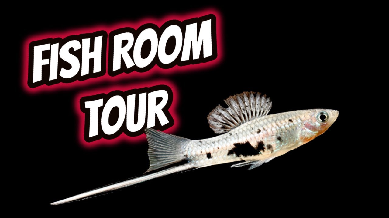 Swordtail Fish Room Tour