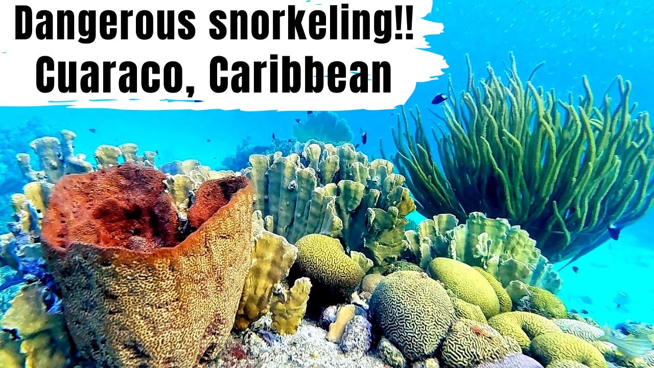 Stung by FIRE CORAL!! // Snorkeling in CURACAO, Caribbean 2021// POLSKIE napisy