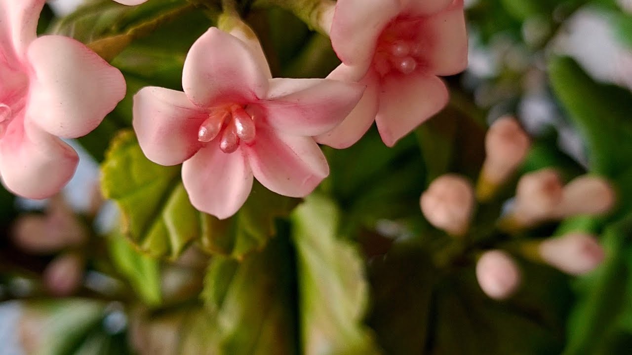 🌸Hojas y flores de geranios 🌸🌷Cecy Tips y Manualidades   está en vivo