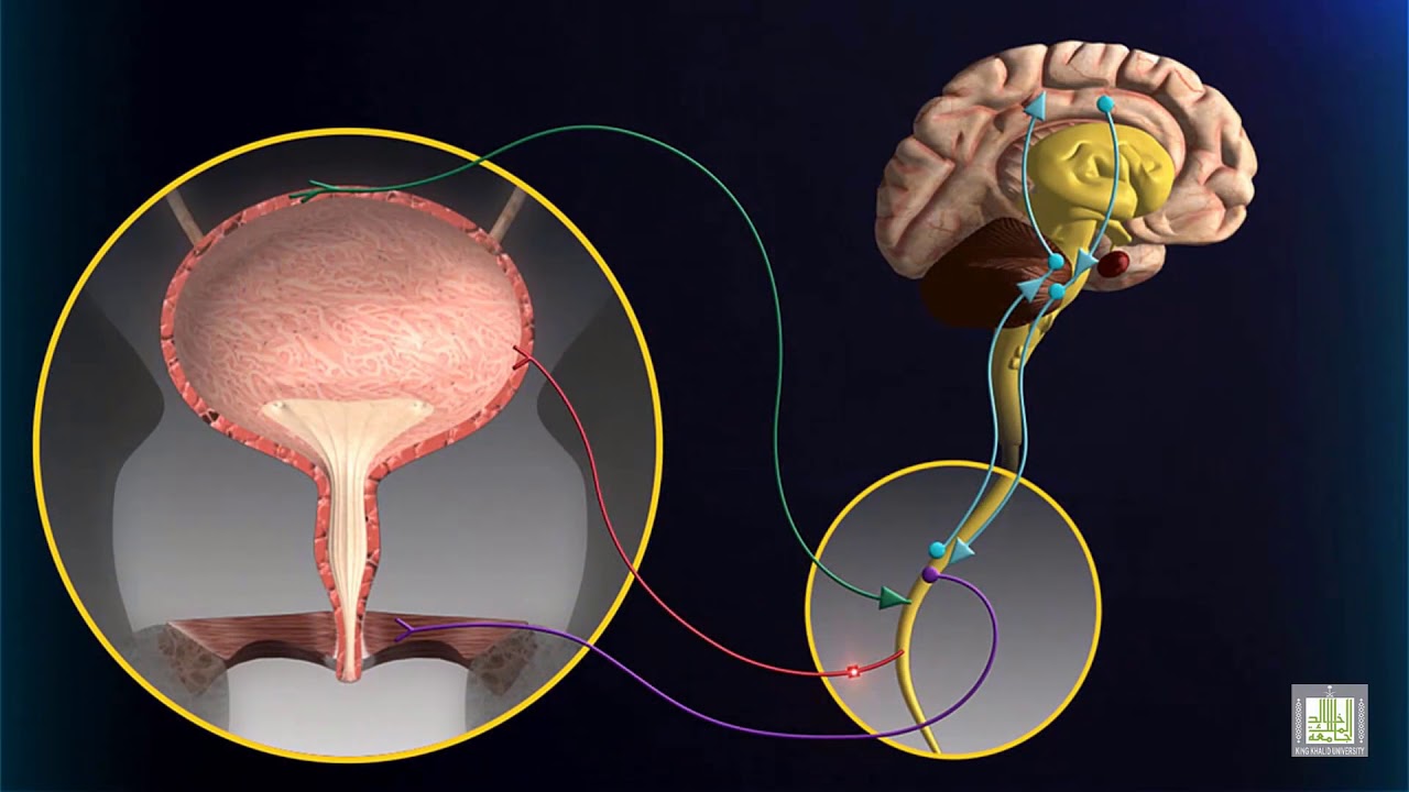 Micturation Reflex
