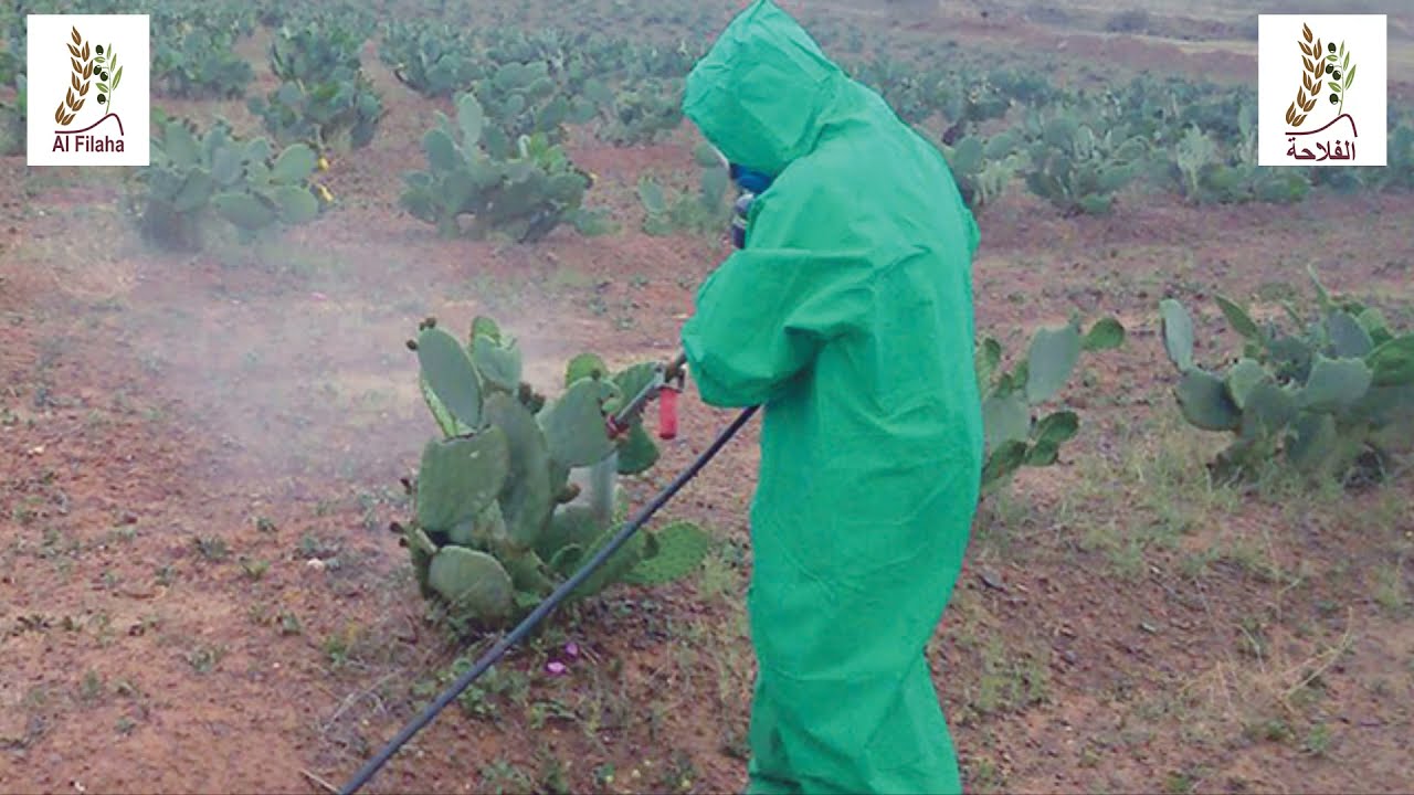 🌵cochenille farineuse du cactus - الحل لمكافحة الحشرة القرمزية🌵