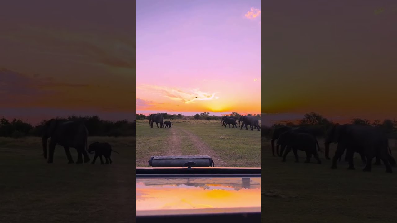 When everything feels like the movies&hellip;🥹 📍Okavango Delta   Botswana#photography #travel