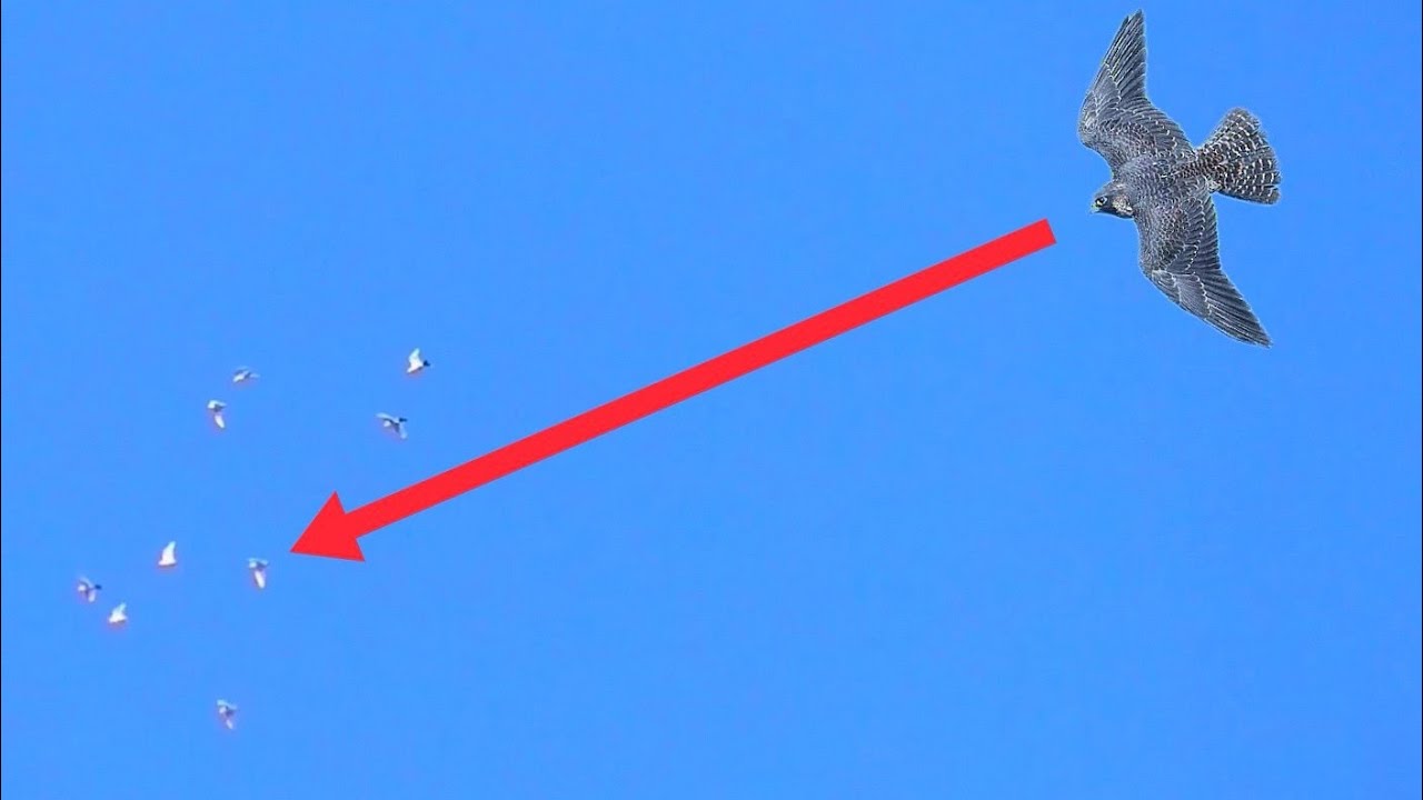 Сокол Сапсан жёстко атакует моих голубей/Falcon Peregrinus attacks pigeons