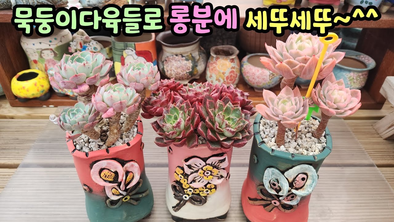 260114 처음키워보는원종라라~어쩌다보니묵둥이다육들ㅎ이렇게세뚜가완성됬네요^^