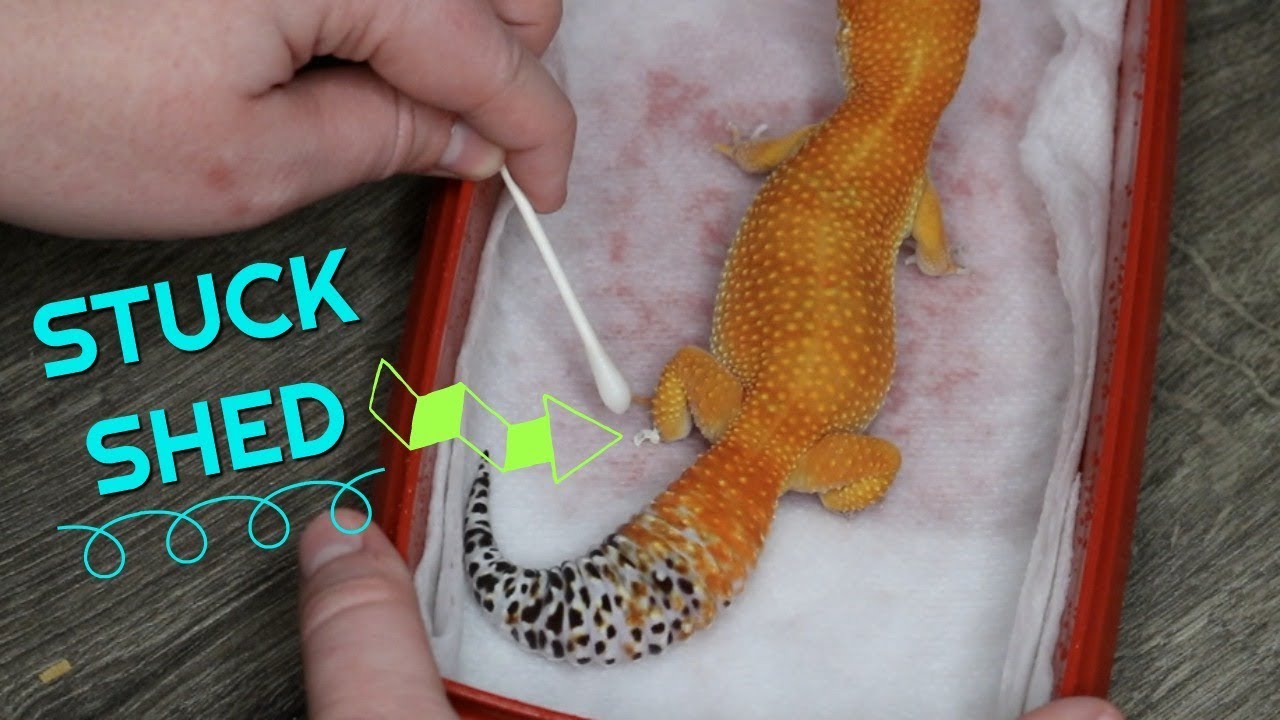 HOW TO REMOVE STUCK SHED FROM A LEOPARD GECKO