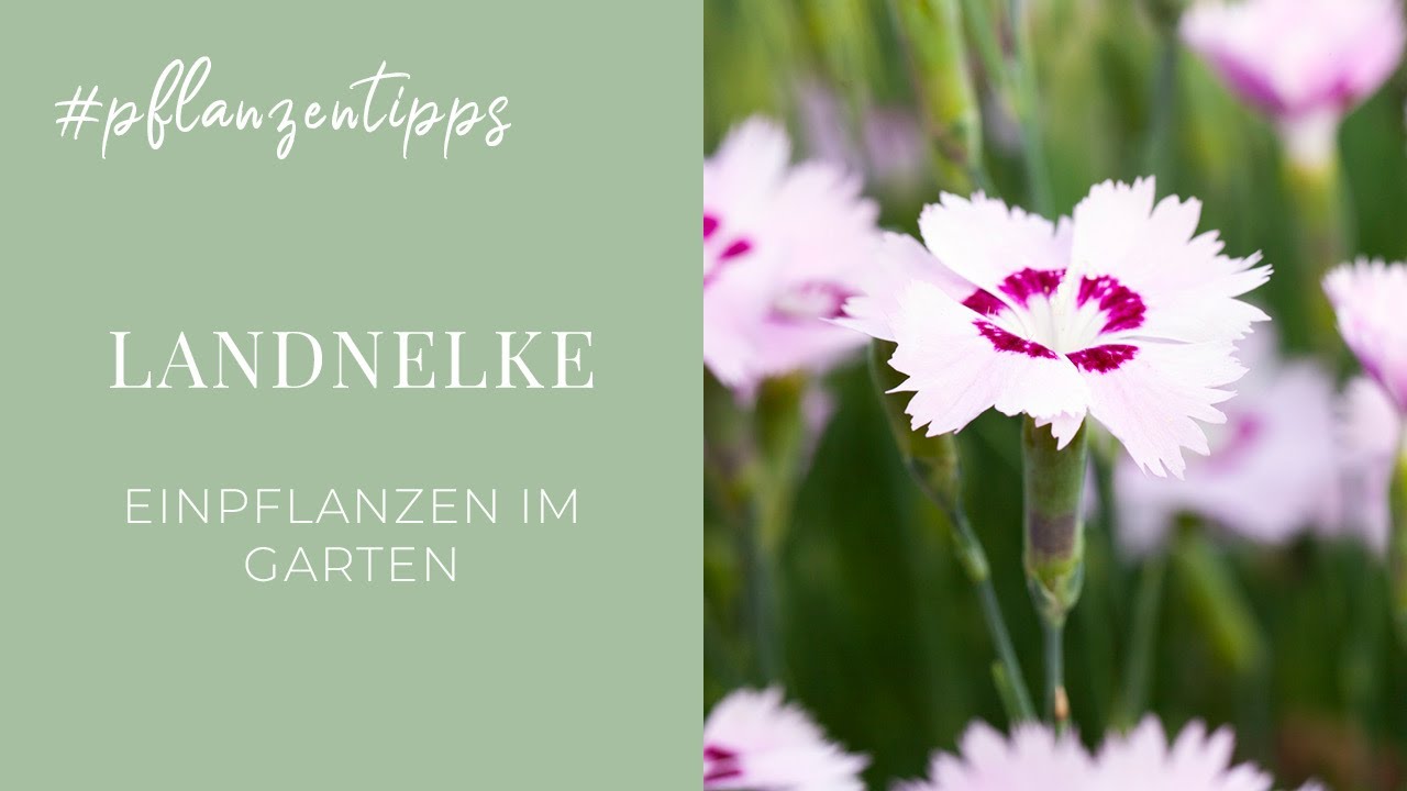Landnelke - Einpflanzen im Garten