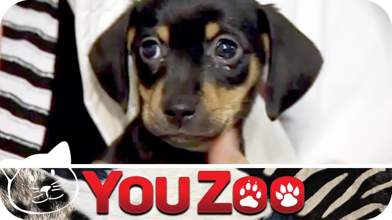 Illegaler Welpenhandel in Polen │YouZoo