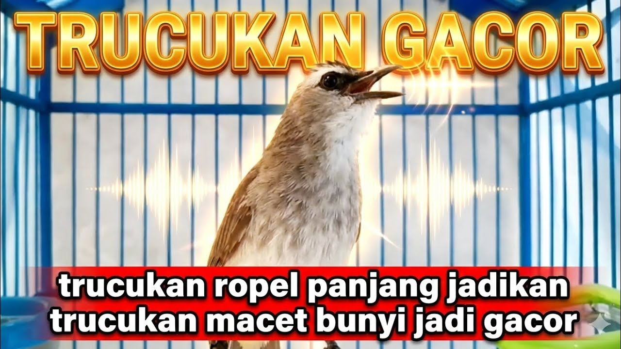 Suara Turcuk Memanggil Lawan/Teman, Trucukan Macet Bunyi, trucukan gacor