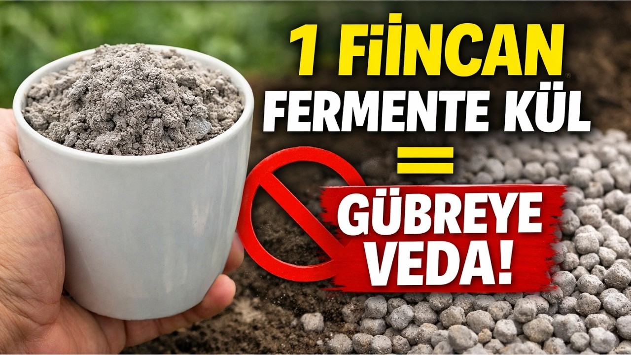 Dev Şirketler BİLMENİZİ İSTEMİYOR: 1 Fincan Fermente Kül = Gübreye VEDA!