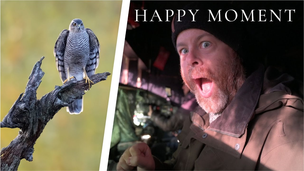 LAST DAY LUCK with SPARROWHAWK // Bird photography // Three days in a  hide