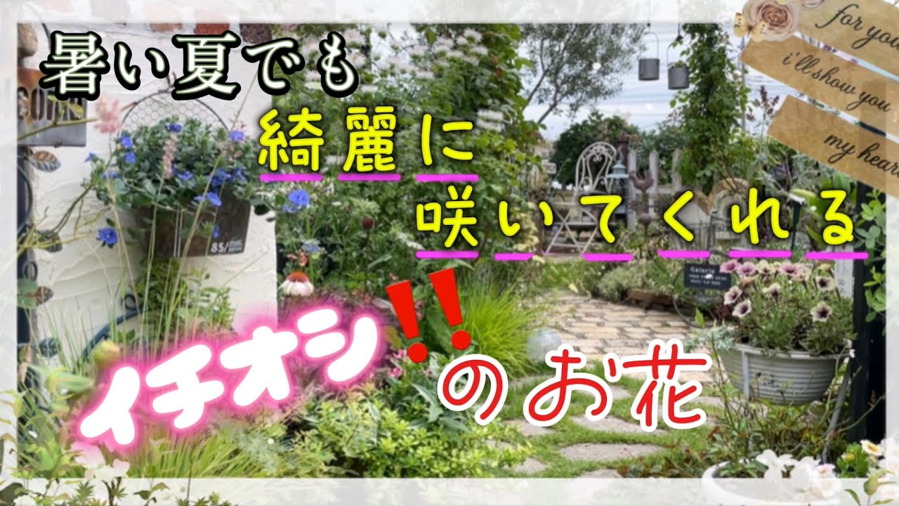【ガーデニング】【オススメ夏花】暑い夏でも綺麗に咲いてくれるおすすめ夏のお花　購入苗の植え付け　オシャレで可愛いガーデン雑貨
