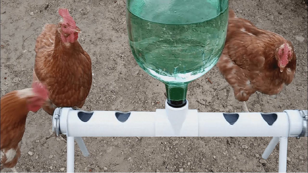 Bebedero para gallinas ponedoras /PVC