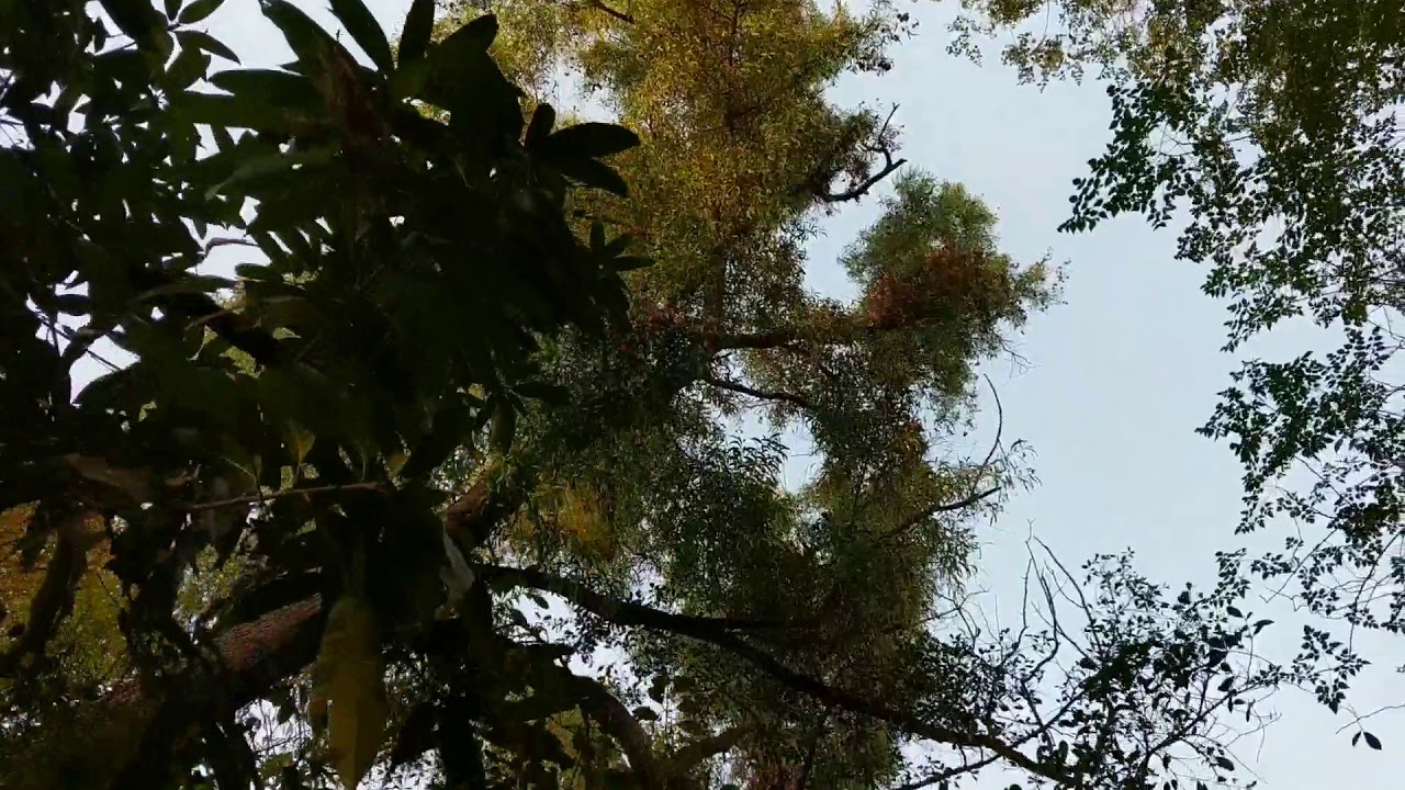 Nature's womb