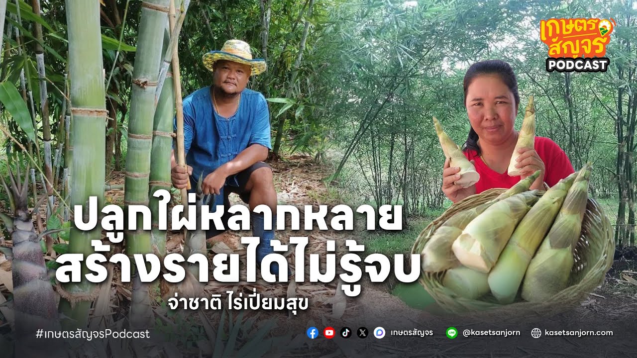 ลาออกจากราชการ สร้างอาชีพจากการปลูกไผ่ ทำรายได้ตั้งแต่รากยันกิ่ง | เกษตรสัญจร Pocast