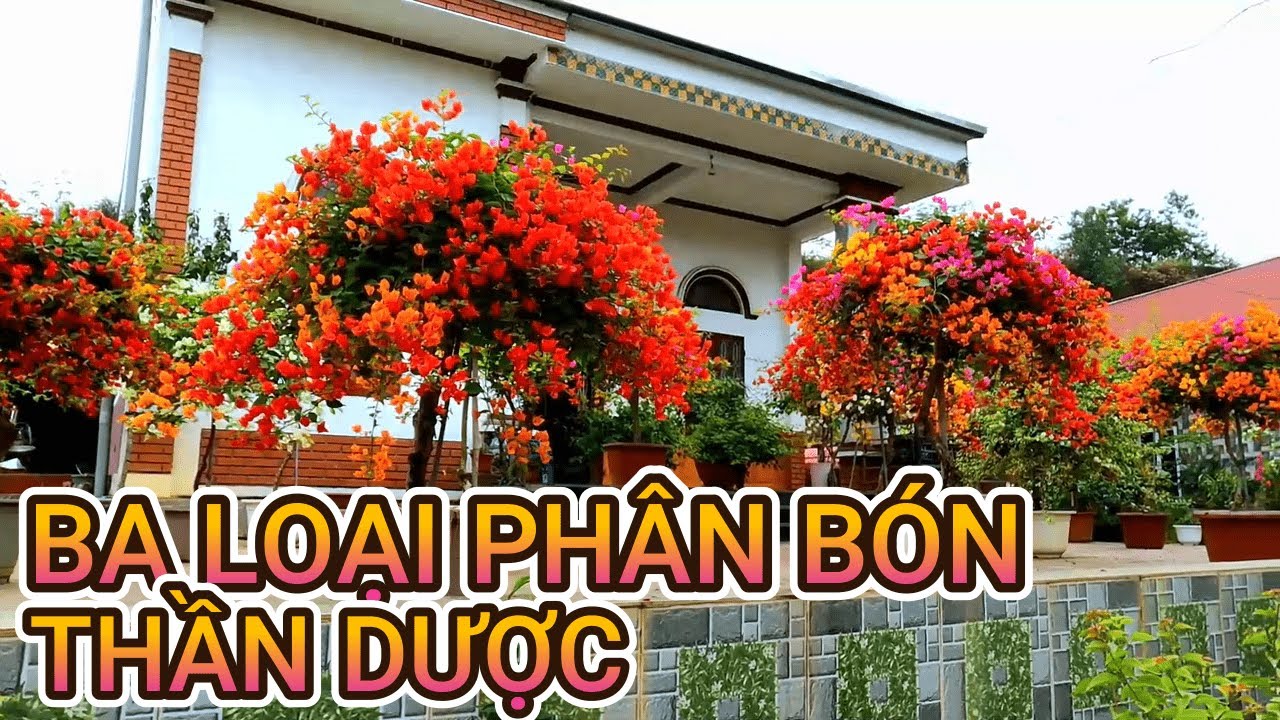 B&oacute;n ba loại ph&acirc;n b&oacute;n n&agrave;y cho c&acirc;y hoa giấy kh&ocirc;ng kh&aacute;c g&igrave; b&oacute;n thần dược thuốc ti&ecirc;n