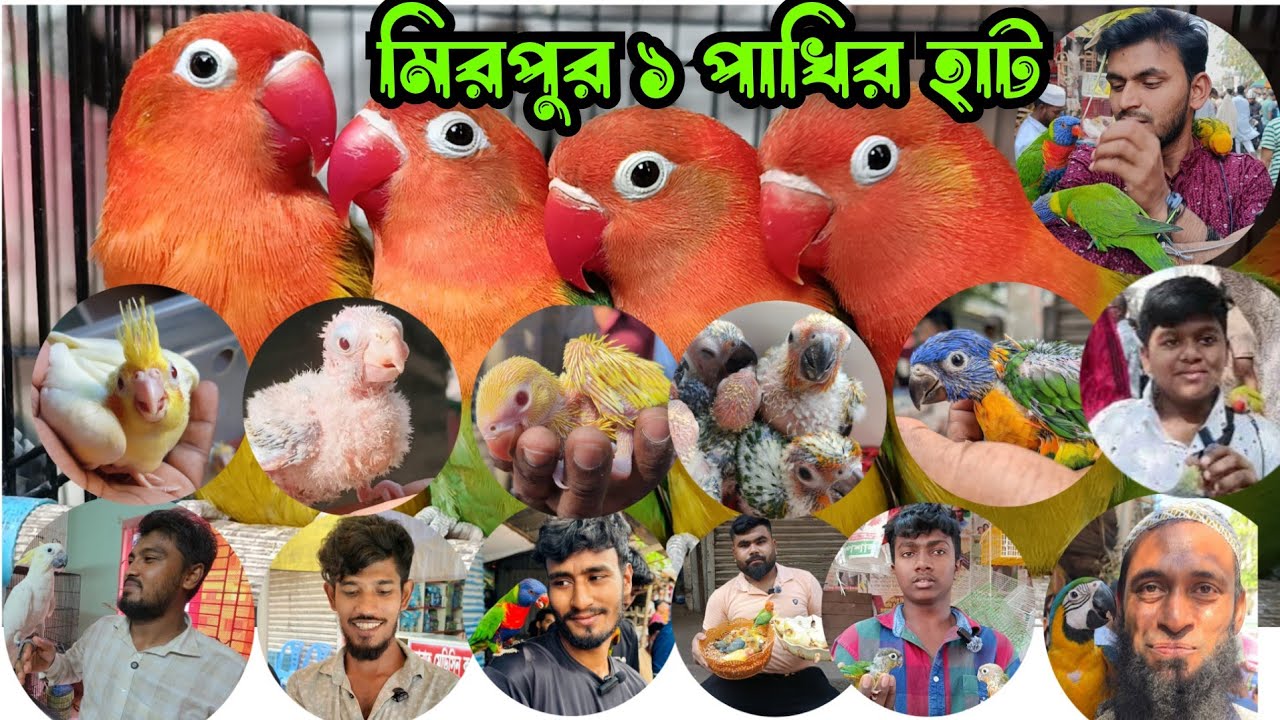 মিরপুর ১পাখির হাট নির্বাচনের পরে আনকমন টিয়া পাখি আসছে  মিরপুর ১ পাখির হাটে || Mirpur 1 Pakhir hat 