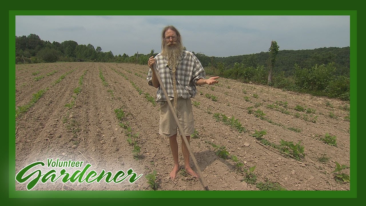 Growing Sweet Corn | Volunteer Gardener