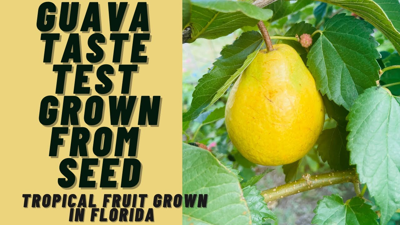 Guava Taste Test Grown From Seed | Florida Food Forest