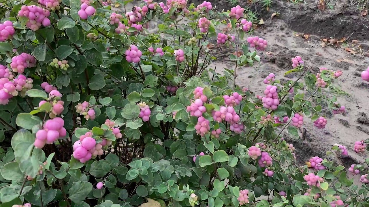 Dumna jagoda koralowa jagoda | Garden Crossings