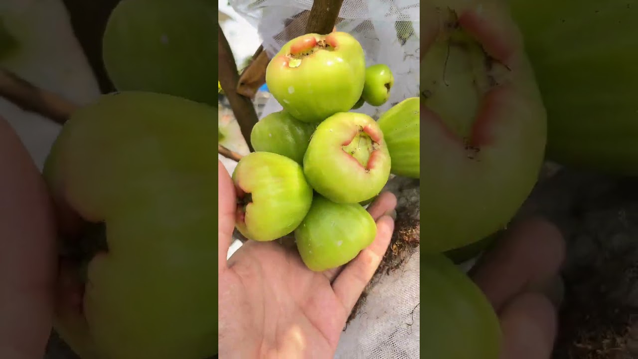 Mận xanh đường Sóc Trăng