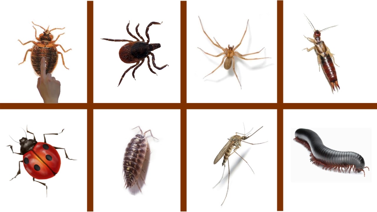 Böcek Türleri ve Türkçe - İngilizceleri Çocuklar ve Herkes İçin Böcekler ve Resimleri! 🐛🐝 🐜 🐞 🦂🦟🕷🦗