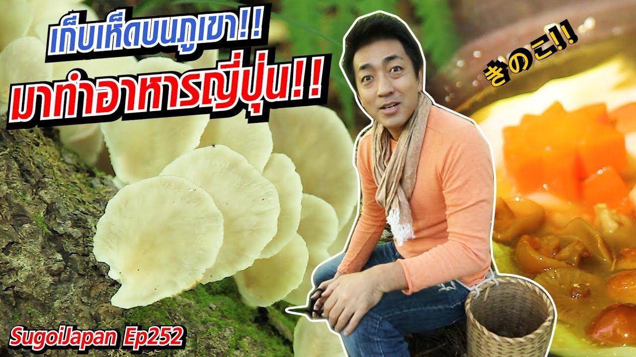 ฮิโระซังพาเดินเก็บเห็ดบนภูเขามาทำอาหาร!!!  Mushroom Nagano | SugoiJapan | Ep252