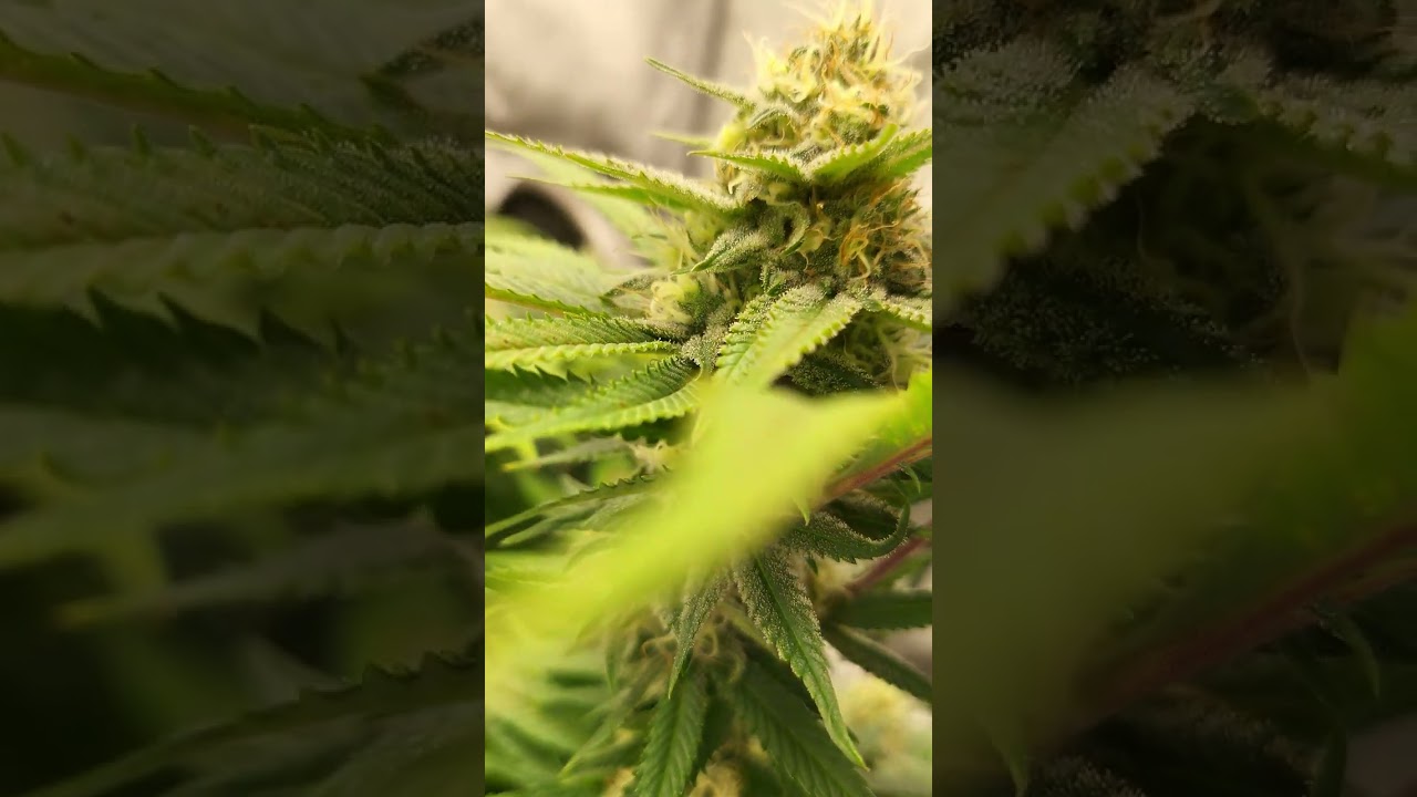 Canuk Cookie and Cream Feminized | Flowering, 1st day of 6th week! | Can't wait to vape this!