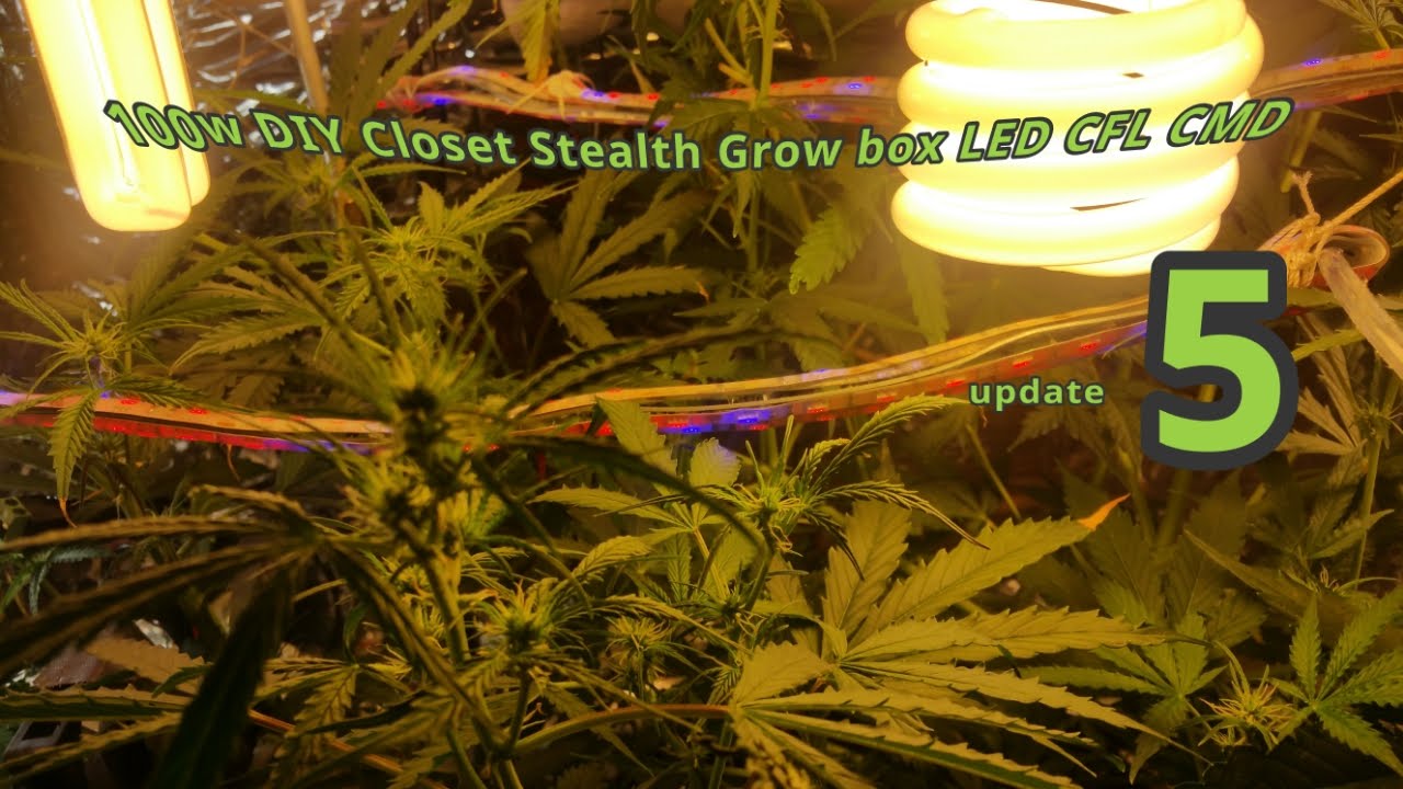 DIY Closet Stealth Grow box LED CFL CMD Micro Grow video 5