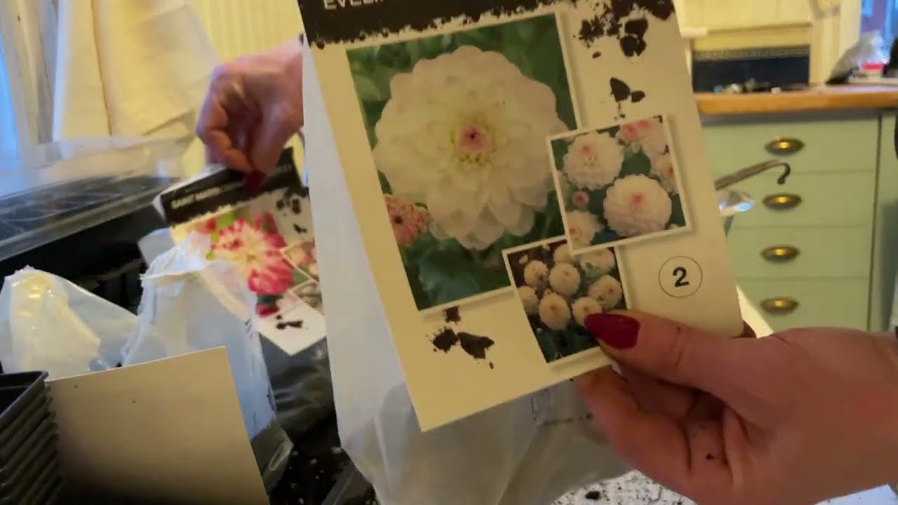 Dahlia, gladiolus och pelargon