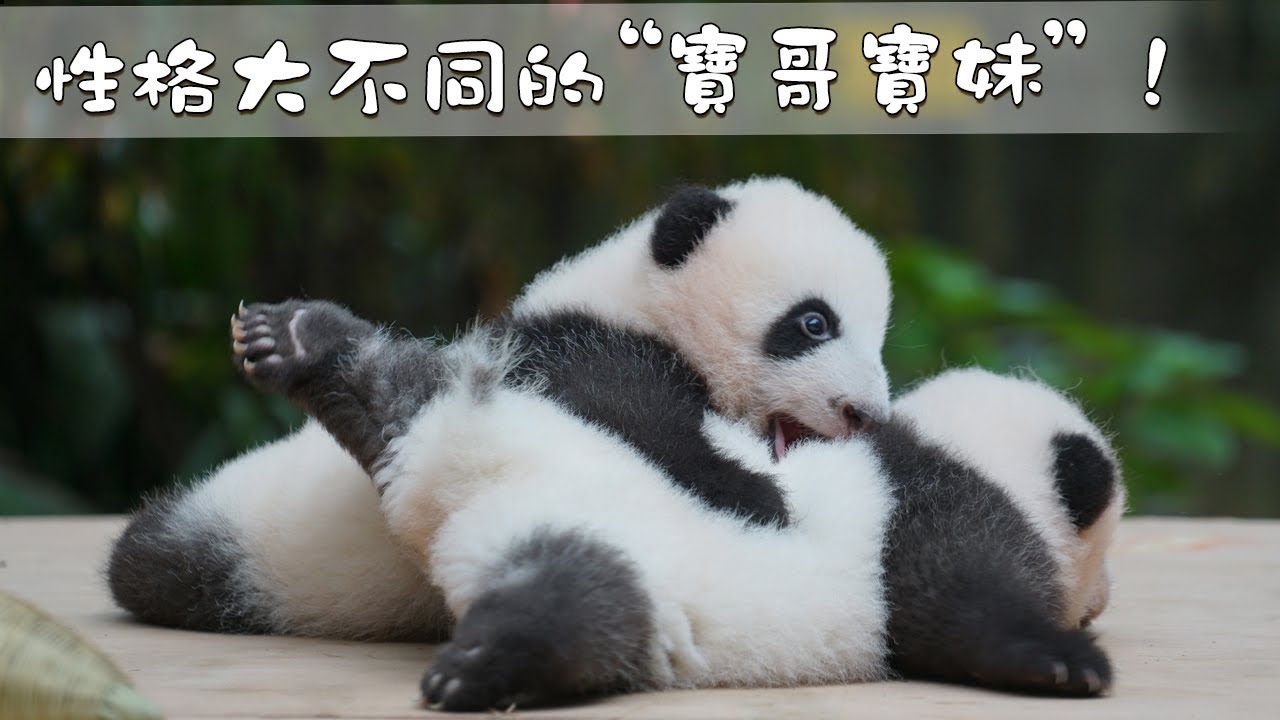 性格大不同的“寶哥”“寶妹”! | iPanda熊貓頻道