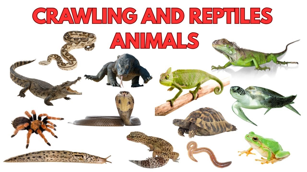 Learn 25 Amazing Crawling Animals and Reptiles with their Fun Facts For Kids