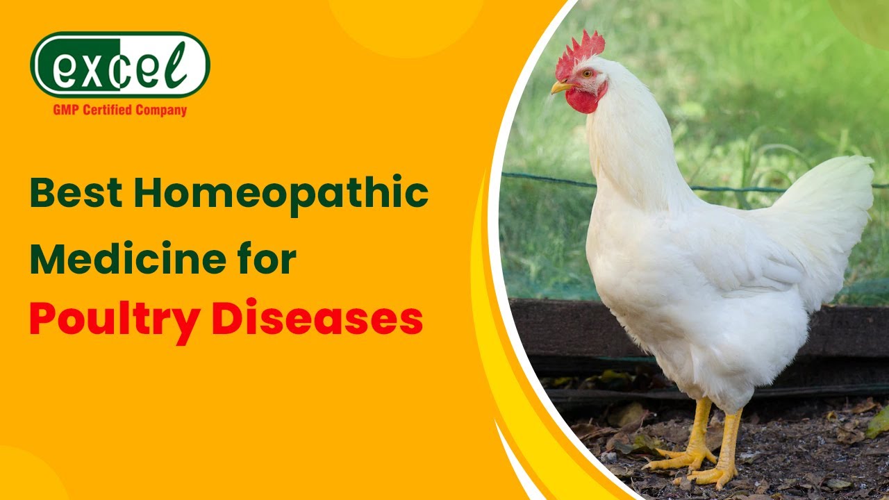 Best Homeopathic Medicines for Poultry Growth।। पोल्ट्री के लिए होम्योपैथिक दवाइयां