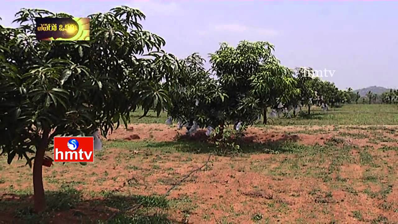 Arifa's AR4 Organic Mango Farm | HMTV Avani
