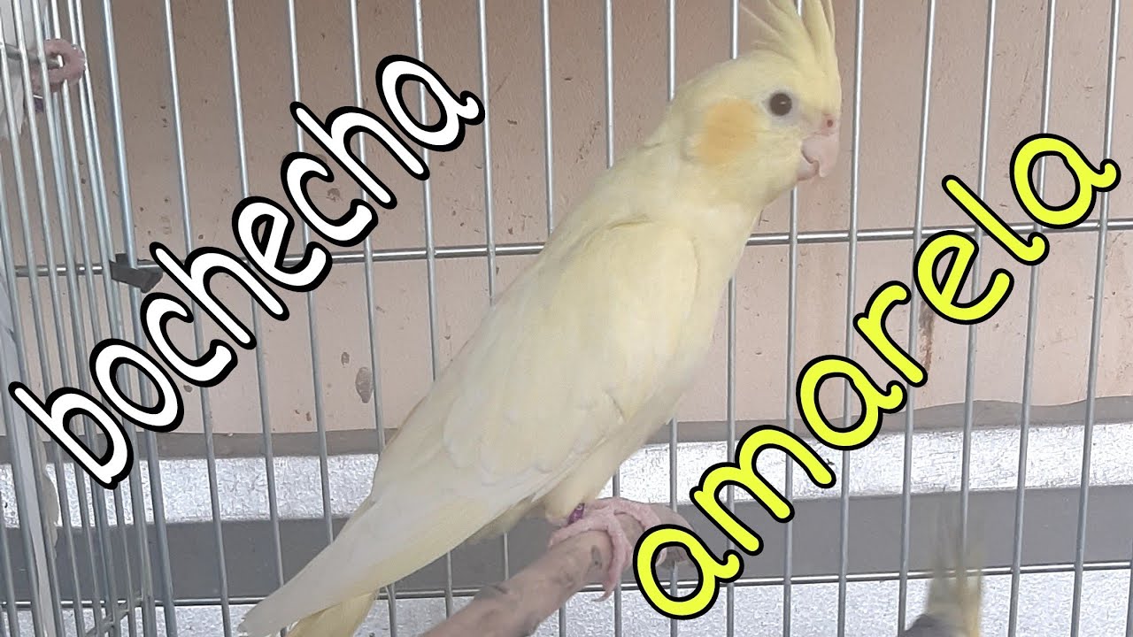 MUTAÇÕES RARA : BOCHECHA AMARELA.(YELLOW CHEEK)