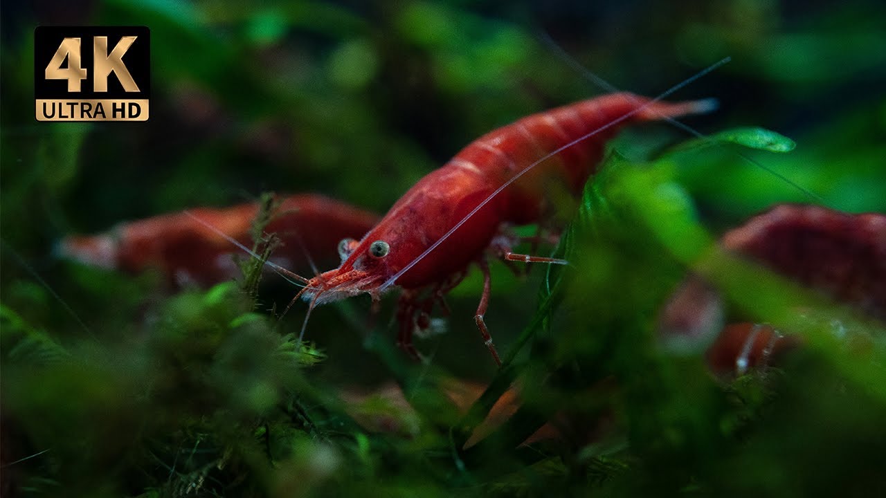 Planted Freshwater Aquarium: Fish, Shrimps and Plants  | 4K Cinematic