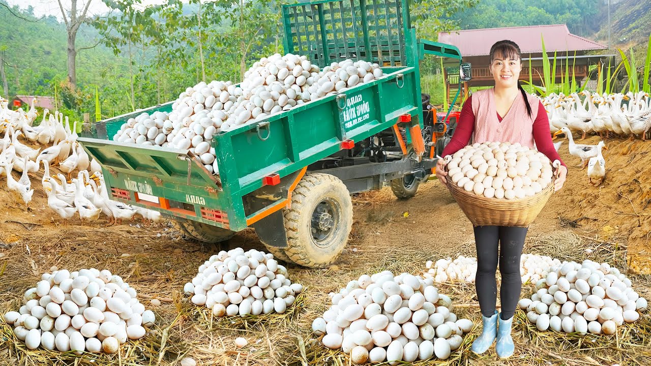 Use 3-Wheeled Truck Harvesting Many Duck Eggs And Ducks Goes To Market Sell - Farm Life