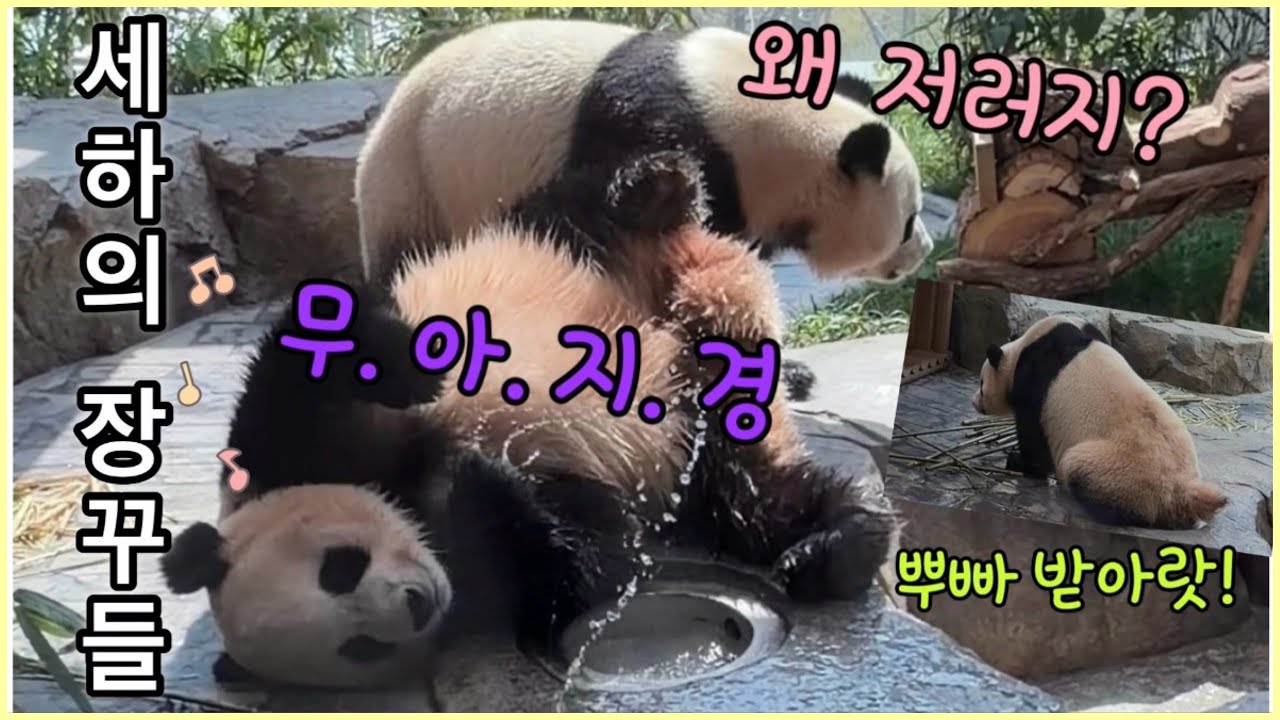 루이바오💖후이바오의 미니 시트콤 &lsquo;무아지경&rsquo;  | 후이가 음수대 사수하는 방법. 