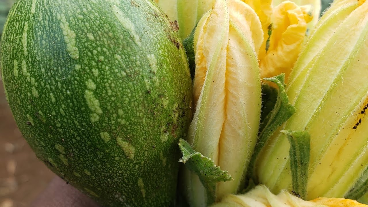 How to add value to pumpkin leaves and flowers?